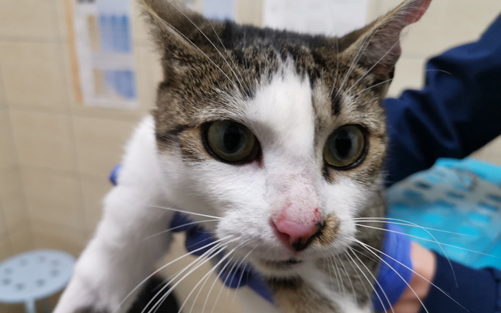 Zbiórka Rozi. Zdjęcie szwów, badanie - zdjęcie główne