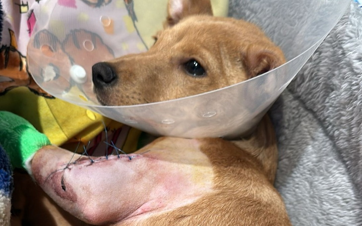 Zbiórka Druga operacja łokcia u pieska - zdjęcie główne