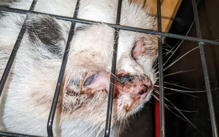 Zbiórka Wiejskie kotki w potrzebie - zdjęcie główne