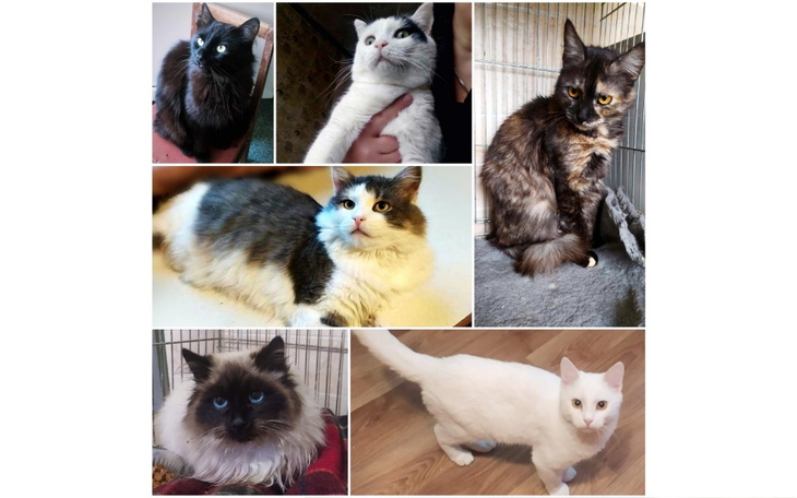 Zbiórka Pomoc kotkom z Charkowa -1- - zdjęcie główne