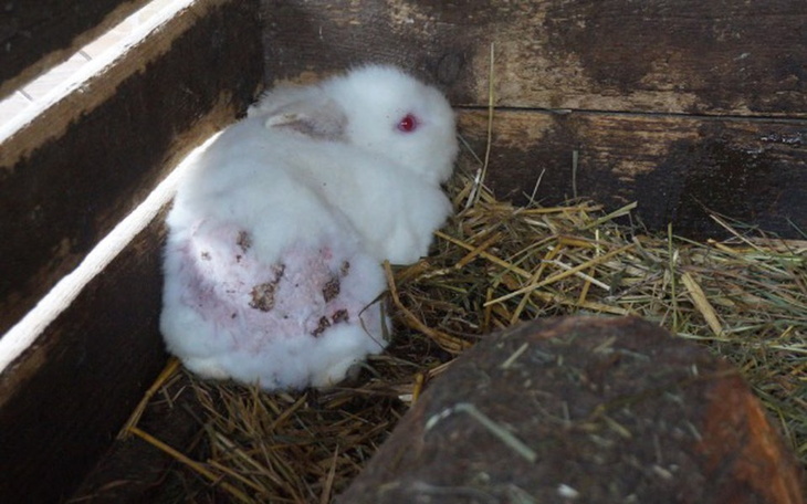 Biały królik leżący w drewnianej klatce.