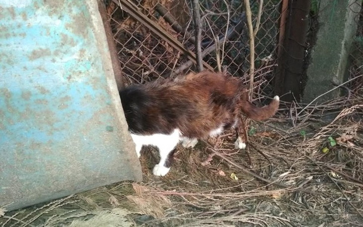 Zbiórka zimowy Działkowiec Dziadzio - zdjęcie główne