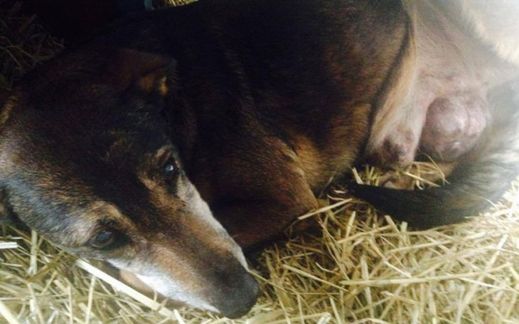 Zbiórka Zbiórka dla umierajacej Fiony - zdjęcie główne