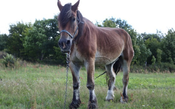 Zbiórka Postawmy Bellę na nogi! - zdjęcie główne