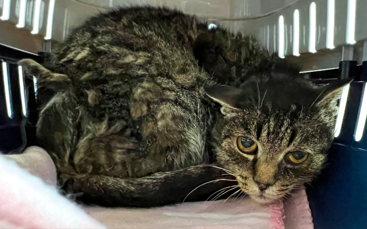 Zbiórka Mruczarnia - luty 2023 - zdjęcie główne