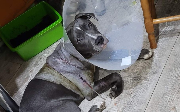 Zbiórka Leczenie psa po operacji - zdjęcie główne