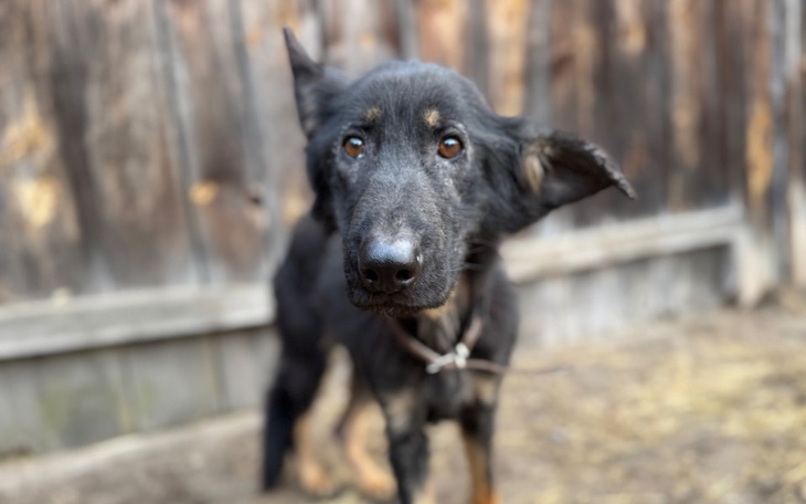 Czarny pies z uszami w ruchu, stojący na tle drewnianego ogrodzenia.