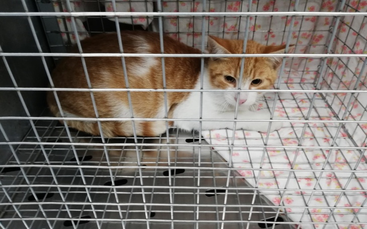 Zbiórka Sky uniknął śmierci na drodze - zdjęcie główne