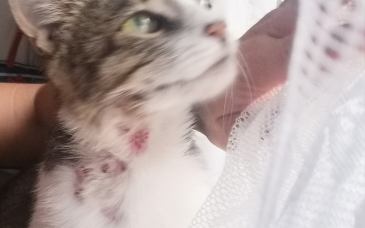 Zbiórka drogie leki dla kotki alergiczki - zdjęcie główne