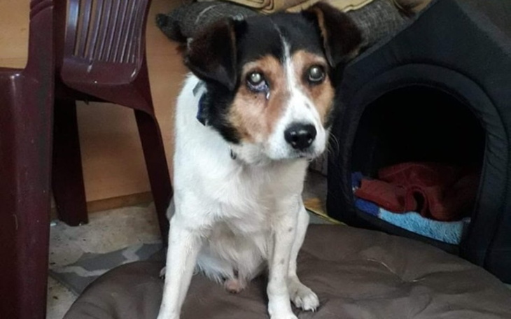 Zbiórka Milan-niewidomy wyrzucony SOS - zdjęcie główne