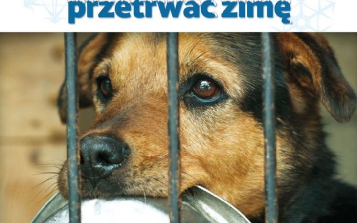 Zbiórka Psy które czekają na dom - zdjęcie główne