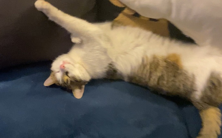 Zbiórka Operacje kotki - zdjęcie główne