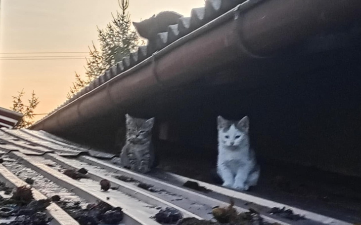 Dwa koty siedzące na dachu, w tle zachód słońca.