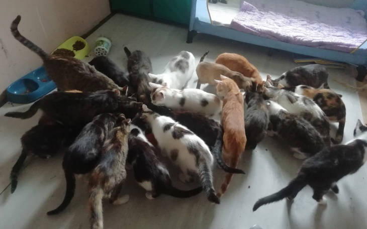 Zbiórka Pełne miski to syte brzuszki - zdjęcie główne