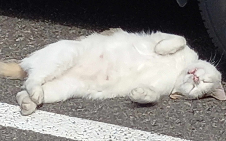 Zbiórka Zbiórka na Weterana i kolegów - zdjęcie główne