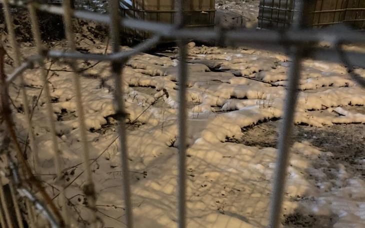 Zbiórka Na ratunek bezdomnym kotom zimą - zdjęcie główne