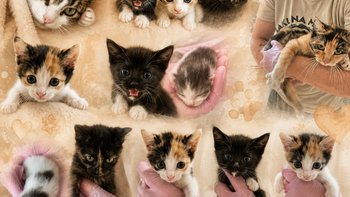 Zbiórka Porzucone jak śmieci. - miniaturka zdjęcia