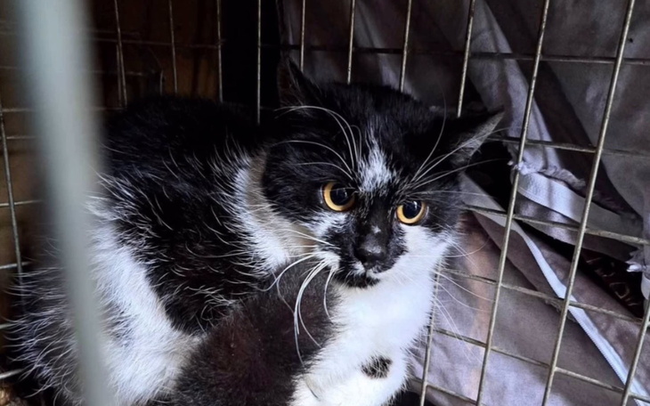 Czarnobiały kot w klatce, czeka na nowy dom.