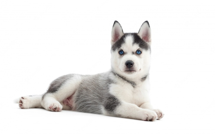 Zbiórka Na pieska husky syberyjski. - zdjęcie główne