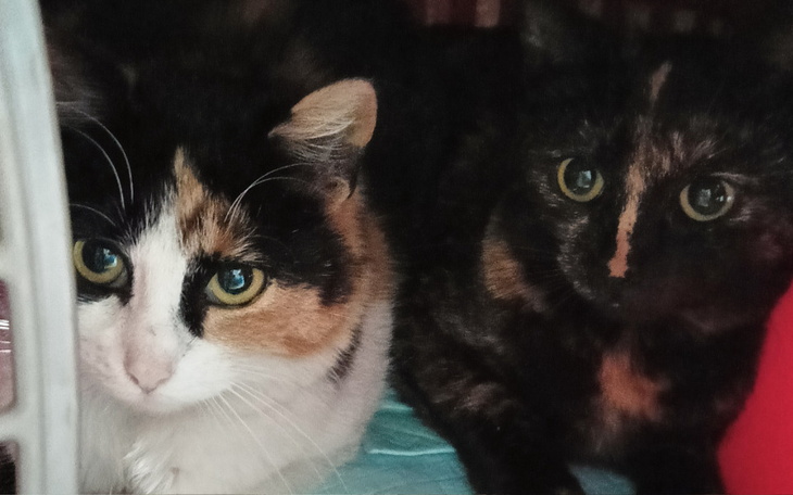 Zbiórka Złamana łapka operacja Ratuj - zdjęcie główne