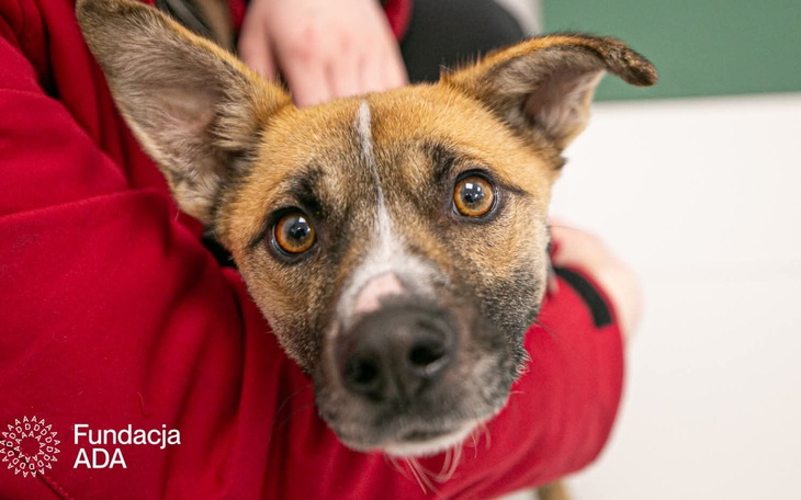 Pies z dużymi oczami patrzący na kamerę.