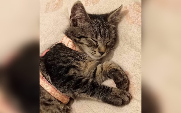 Zbiórka leczenie 4 miesięcznej kotki - zdjęcie główne