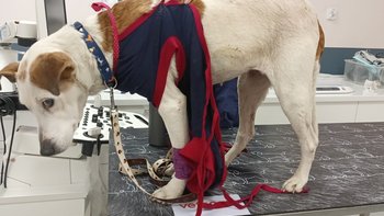 Zbiórka Pomoc dla Belli - miniaturka zdjęcia