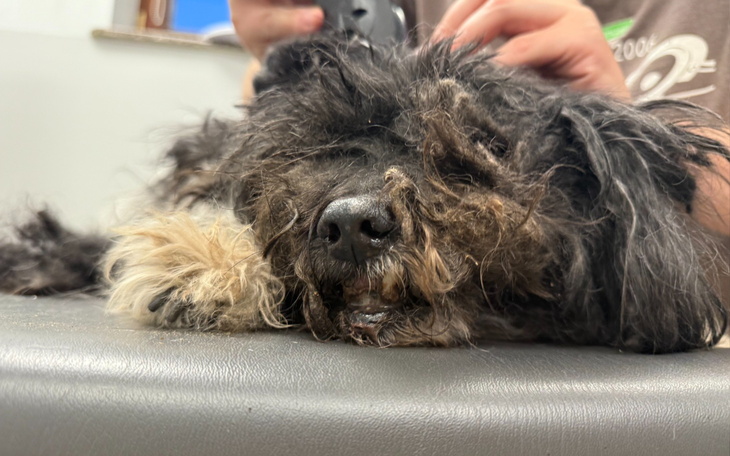 Piesek w trakcie pielęgnacji, czeka na nowy dom.