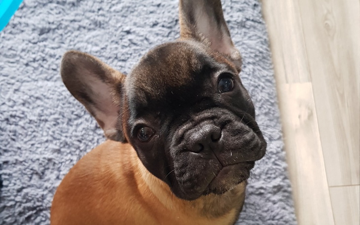 Słodki szczeniak buldoga francuskiego na szarym dywanie.