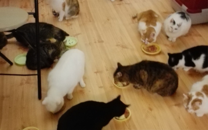 Zbiórka Wsparcie kotów - zdjęcie główne