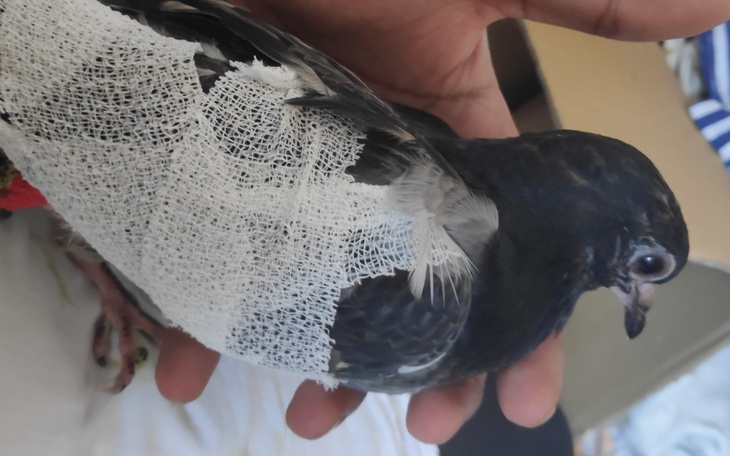 Zbiórka słodki gołąb. potrzebuje pomocy - zdjęcie główne