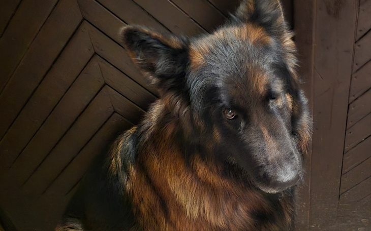 Zbiórka Pomoc w spłacie karmy - zdjęcie główne