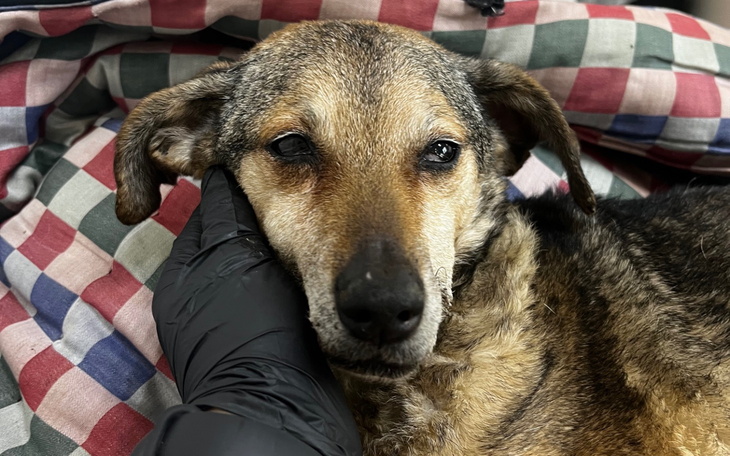 Pies leżący na poduszkach, z wyrazem twarzy.