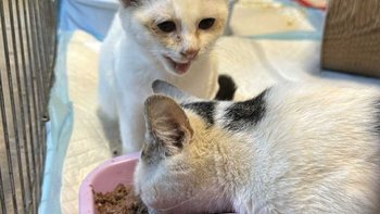 Zbiórka Wyrzucone jak śmieci.. - miniaturka zdjęcia