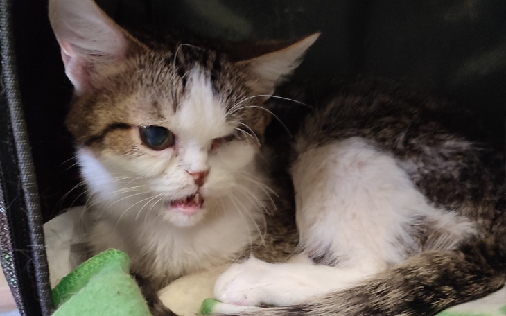 Zbiórka Na leczenie ząbków Stefana - zdjęcie główne