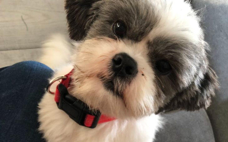 Zbiórka Na nowe lepsze życie PUSI - zdjęcie główne