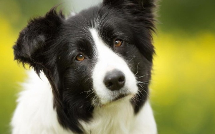 Zbiórka Zbieram na psa!!!!!!!!!!!!!!!!! - zdjęcie główne