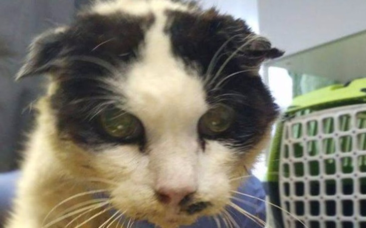 Zbiórka KING kolejna walka o nowe życie - zdjęcie główne