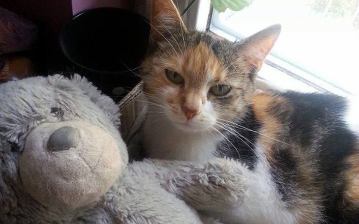 Kot leżący obok pluszowego misia, wyglądający na zrelaksowanego.