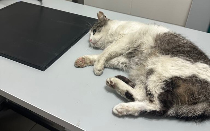 Zbiórka Pogryziony Maciuś z Młynowa - zdjęcie główne