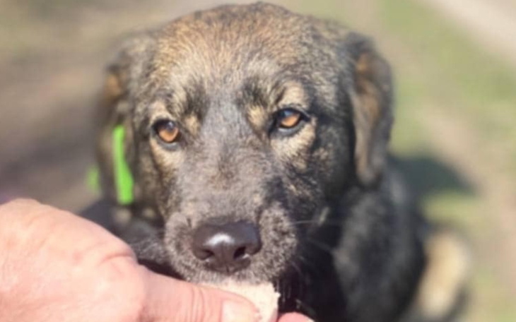 Pies przyjmujący smakołyk od właściciela.