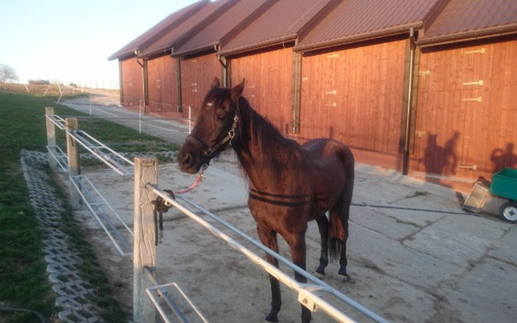 Zbiórka Marzenie, by posiadać konia - zdjęcie główne