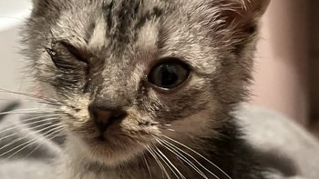 Zbiórka Szansa na nowe życie Silvera - miniaturka zdjęcia