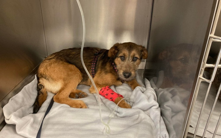 Zbiórka Gra o życie z parwowirozą - zdjęcie główne