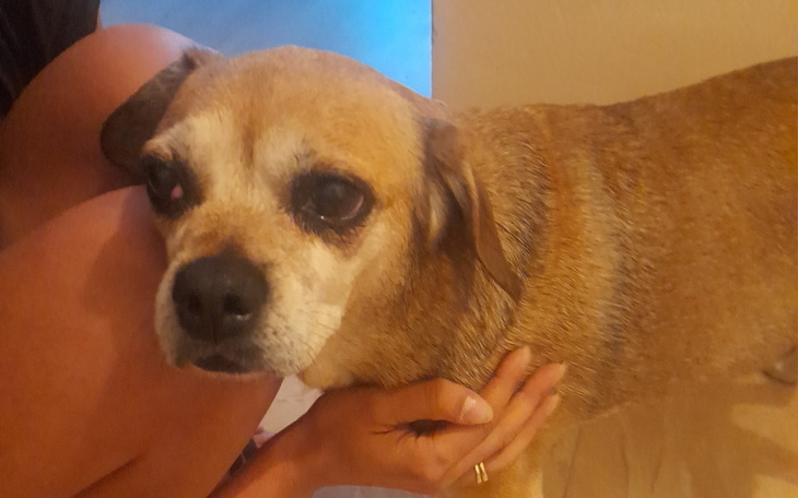 Zbiórka Pieniądze potrzebne na operacje - zdjęcie główne