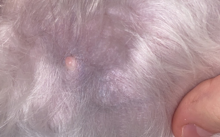 Zbiórka Operacja usunięcia guza pieska - zdjęcie główne