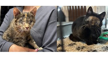 Zbiórka Poturbowane-życiem-kotki.. - miniaturka zdjęcia