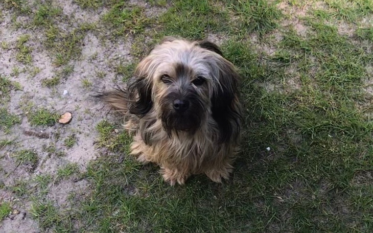 Zbiórka Na jedzonko dla zwierzaczków. - zdjęcie główne