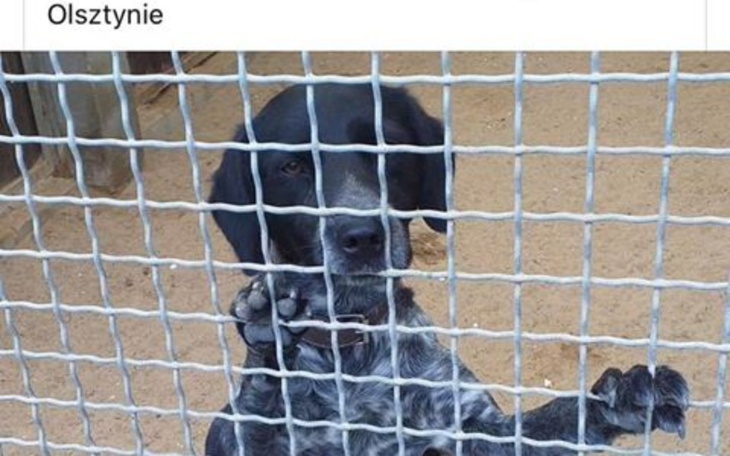 Zbiórka Na start po nowe życie dla Dżina - zdjęcie główne