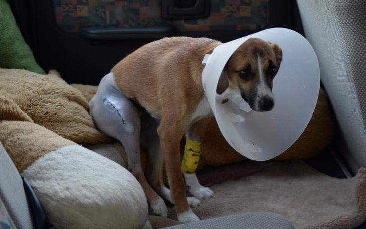 Zbiórka "Albo się wyliże, albo zdechnie" - zdjęcie główne